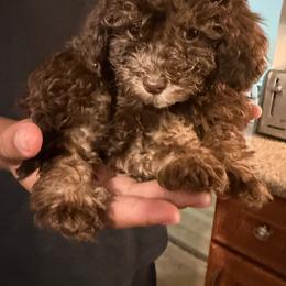 Mal-Shi, Maltese, Maltipoo, Poodle, and Shih Tzu Puppies from Joy-Fur Puppies