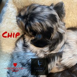 Chip - Blue merle male Aussiedoodle puppy in Knoxville, Tennessee from Legacy Farm