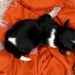 Boo - Tri-color male Cavapoo puppy in Cameron, South Carolina from Sassy Sailor & Company