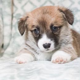 Ivy - Red female Pembroke Welsh Corgi puppy in Plains, Montana from Diamond Corgis