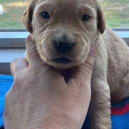 Boy 5 - Golden male Golden Retriever puppy in Princeton, Minnesota from North Country Goldens