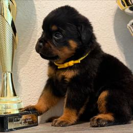Yellow - Black and mahogany female Rottweiler puppy in Kissimmee, Florida from Macht Haus Rottweilers