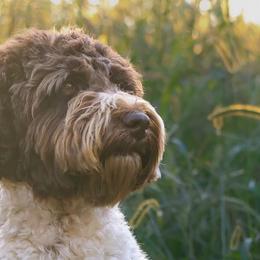 Maggie - Australian Labradoodle