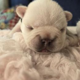 French Bulldog Puppies from Diamond Dreams French Bulldogs