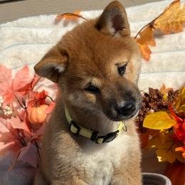 Shayla - Red female Shiba Inu puppy in Elizabeth, New Jersey from Shiba Inu Loving Care
