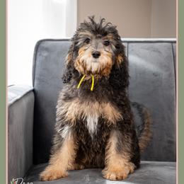 Bali - Black female Cockapoo puppy in Connersville, Indiana from Deaz Doodle Ranch