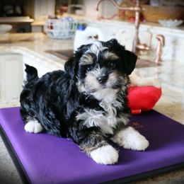 Toby Keith - Black and tan male Havanese puppy in Hamptonville, North Carolina from Alabama Havanese Kennel