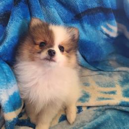 Pomeranian Puppies from Mckee's Pomeranians