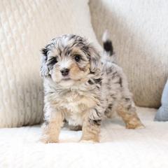 Ruby - female Australian Mountain Doodle puppy in Salem, Utah from Go West Mini Aussies