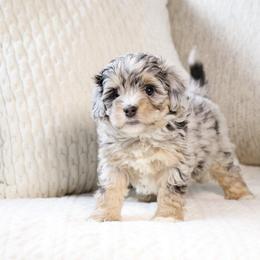 Ruby - female Australian Mountain Doodle puppy in Salem, Utah from Go West Mini Aussies