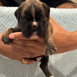 Boy 5 - Brindle male Boxer puppy in Suitland, Maryland from PrideNJoy Boxers