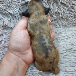 IKE - Red Dapple - Dapple male Dachshund puppy in Swink, Oklahoma from Palali Farm