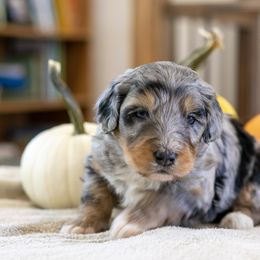 Zuchinni - Blue merle male Bernedoodle puppy in Eureka, Illinois from Joley Aire Family Dogs