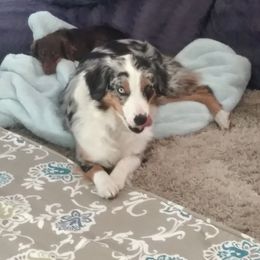 Josie - Miniature Australian Shepherd