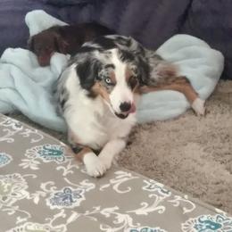 Josie - Miniature Australian Shepherd