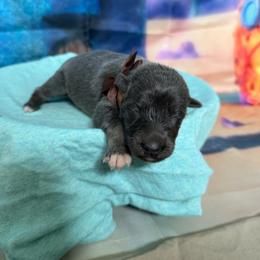Sandy - Blue female German Shepherd puppy in Magnolia, Texas from K & Q Shepherds