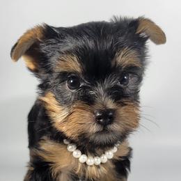Yellow collar girl - Black and tan female Yorkshire Terrier puppy in Jacksonville, Florida from Yorkieology