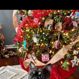 French Bulldog All Grown Up from Lakeview Frenchies