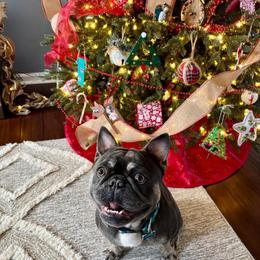 French Bulldog All Grown Up from Lakeview Frenchies
