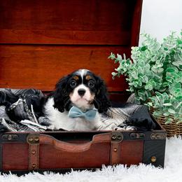 Cavalier King Charles Spaniel puppies from NC Doodle Puppies