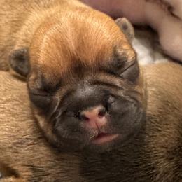 Boy 3 - Fawn male French Bulldog puppy in Litchfield, Ohio from Rock N’ Roll Frenchies