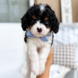 Oreo - lt blue collar boy - Tri-color male Cavapoo puppy in Melbourne, Florida from Space Coast Doodle Co.