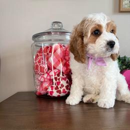 Comet - Purple Collar - Blenheim male Cavapoo puppy in South Jordan, Utah from Simply Sweet Paws. LLC