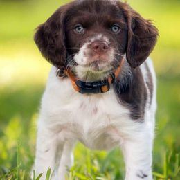 Brittanys from Little Creek Kennels