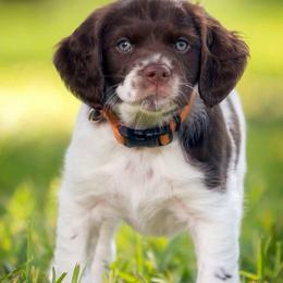 Brittanys from Little Creek Kennels