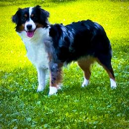 Winnie - Blue merle female Miniature Australian Shepherd puppy in York, Pennsylvania from Dusty Spring Australian Shepherds, LLC