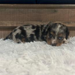 Dapple Boy - Dapple male Dachshund puppy in Stilwell, Oklahoma from Bidding Creek Dachshunds