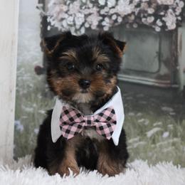 LANCE - Black and gold male Yorkshire Terrier puppy in Hughesville, Missouri from Puppykiss4u