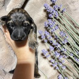 Fuji - Sable male German Shepherd puppy in Oakland, Oregon from VHM German Shepherds