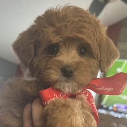 Bernedoodles and Goldendoodles from Pecks Oodle Doodles