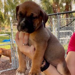 Devin Orange Collar - Irish marked male Boerboel puppy in Florida from CLAD Guard Boerboels