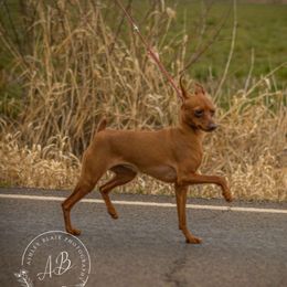 Luna - Miniature Pinscher