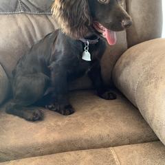 "Shadow" Boykin Spaniel and Cockapoo All Grown Up from Waddell-Kennels