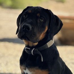 Amani - Boerboel