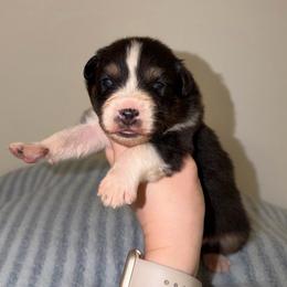 Brooks - Black tri-color male Australian Shepherd puppy in Anniston, Alabama from All Hale Aussies