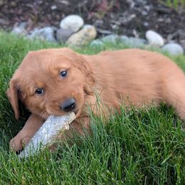 Rose (Pink Collar) - Dark golden Golden Retriever puppy in Buckley, Washington from Chrysus Spirit Goldens