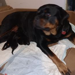 Rottweiler Puppies from Maciel House of Rottweilers