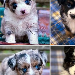 Australian Shepherds, Miniature American Shepherds, Miniature Australian Shepherds, and Toy Australian Shepherds from Dusty Spring Australian Shepherds, LLC