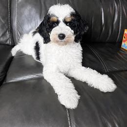 June - Phantom female Goldendoodle puppy in Ottawa, Ohio from Simply Beautiful Goldendoodles