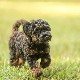 Poodle Puppies from Emerald Mini Poodles