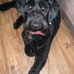 Schnoodle All Grown Up from Twin Lakes Schnoodles