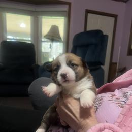 Keylime - White and red female Pembroke Welsh Corgi puppy in New Waverly, Texas from Corgie & Cream Paradise