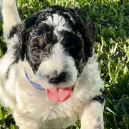 Rose - Black tri-color female Aussiedoodle puppy in Waelder, Texas from Aussiedoodles of Austin
