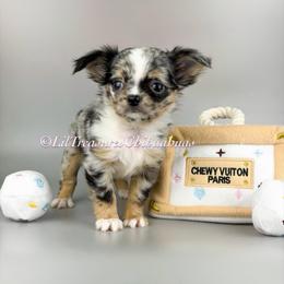 Twilight Sparkle - Merle female Chihuahua puppy in Anderson, South Carolina from Lil Treasures Chihuahuas