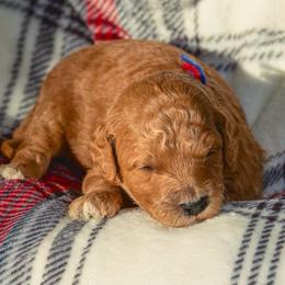 Toffee - Red  male Goldendoodle puppy in Boise, Idaho from Goldendoodle Baby