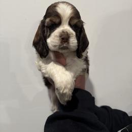 Xaden - Brown white and tan male Cocker Spaniel puppy in Bliss, New York from AK Another Shot Kennel